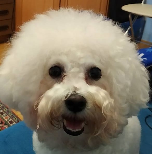 Top 128 Best Bichon Frise Dog Names PetPress