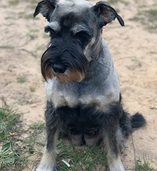 Top 145 Best Schnauzer Dog Names