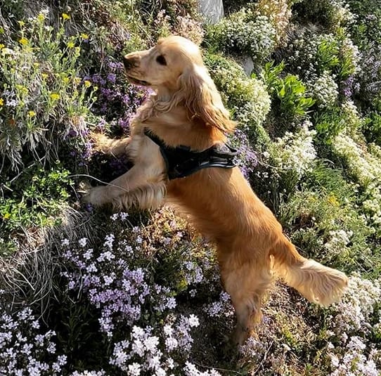 Top 152 Best Cocker Spaniel Dog Names PetPress