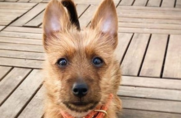 Top 150 Best Australian Terrier Dog Names