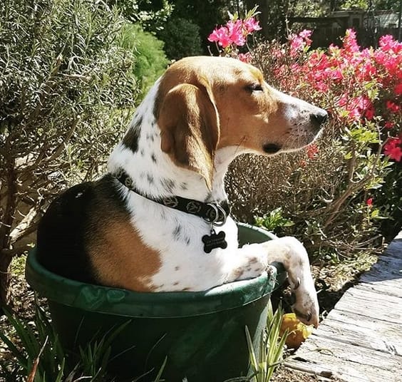 Top 130 Best Treeing Walker Coonhound Dog Names PetPress