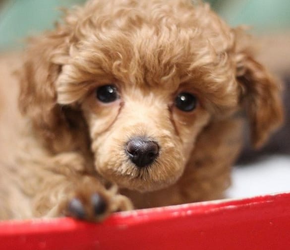71 Best Male Poodle Dog Name Ideas PetPress