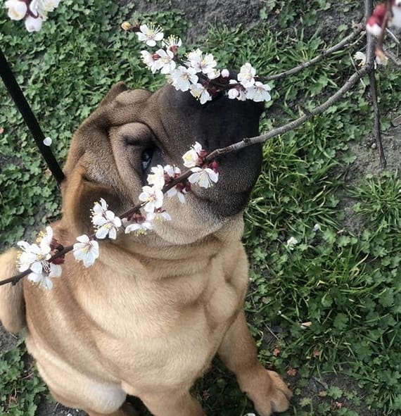 150 Popular Girl Dog Names 2020 PetPress