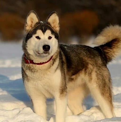 Top 170 Best Alaskan Malamute Dog Names
