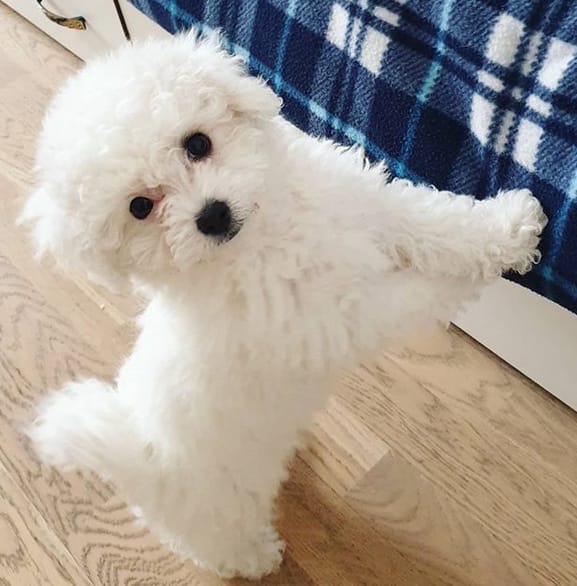 Top 125 Best Bichon Frise Dog Names PetPress
