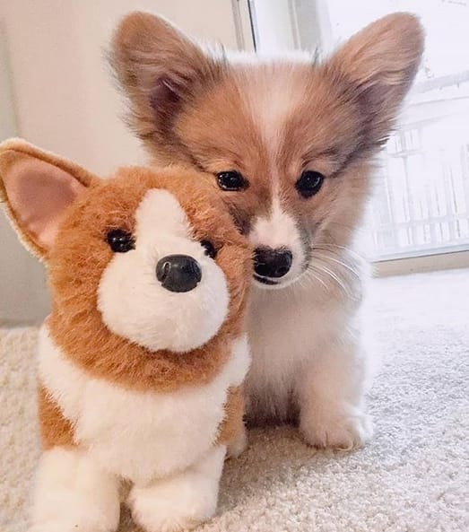 150 Popular Girl Dog Names 2020 PetPress