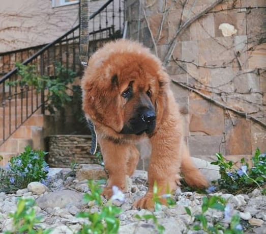 Top 130 Best Tibetan Mastiff Dog Names - PetPress Top 130 Best Tibetan Mastiff Dog Names - PetPress