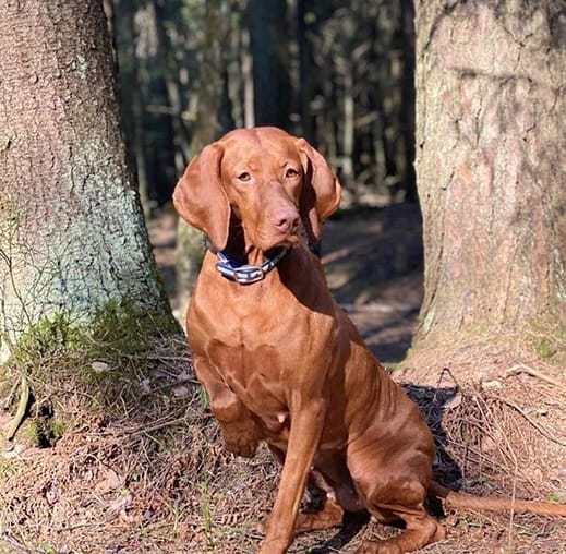 Top 95 Best Vizsla Dog Names PetPress