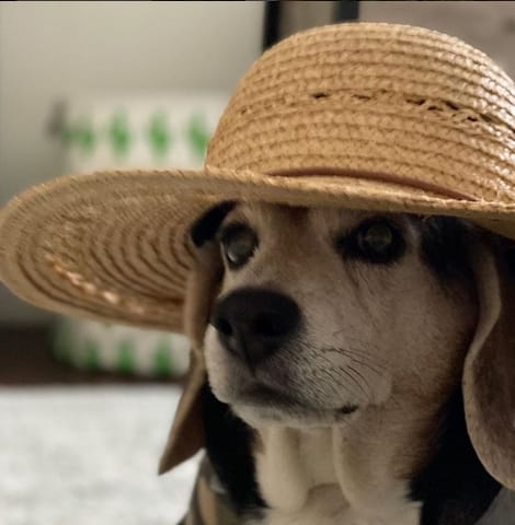 Top 125 Best Pocket Beagle Dog Names