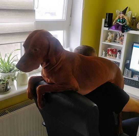 Top 95 Best Vizsla Dog Names PetPress