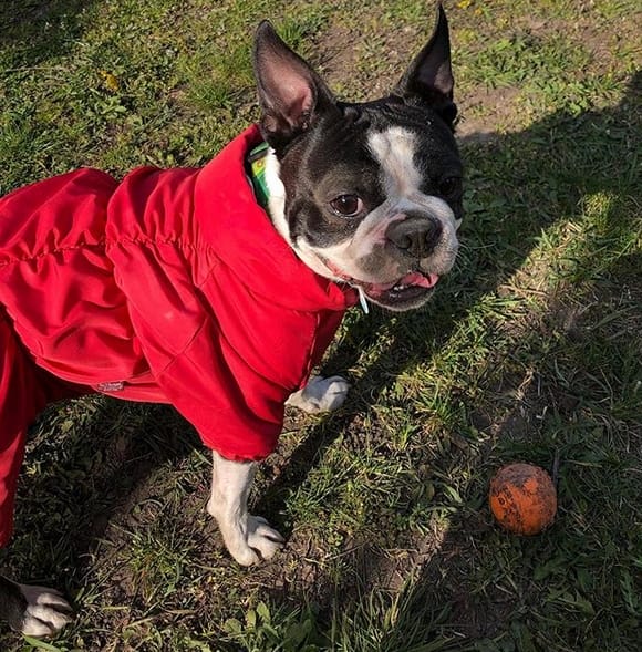 Top 128 Best Boston Terrier Dog Names PetPress