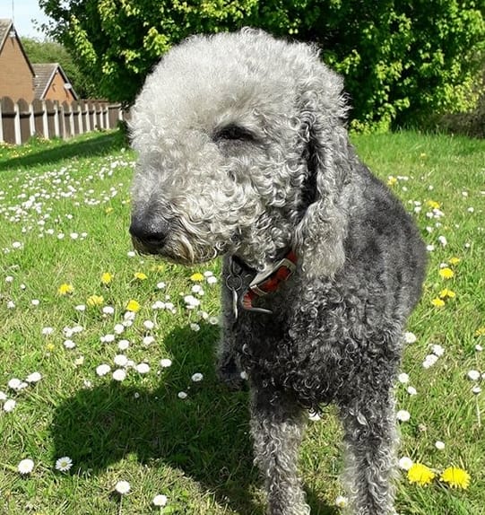 Top 60 Best Bedlington Terrier Dog Names PetPress