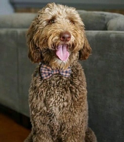 Top 71 Best Goldendoodle Dog Names PetPress