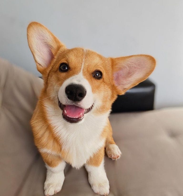 Top 8 Best Dog Breeds for Older People PetPress