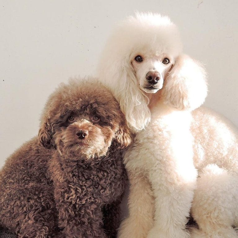 Top 8 Best Dog Breeds for Older People PetPress