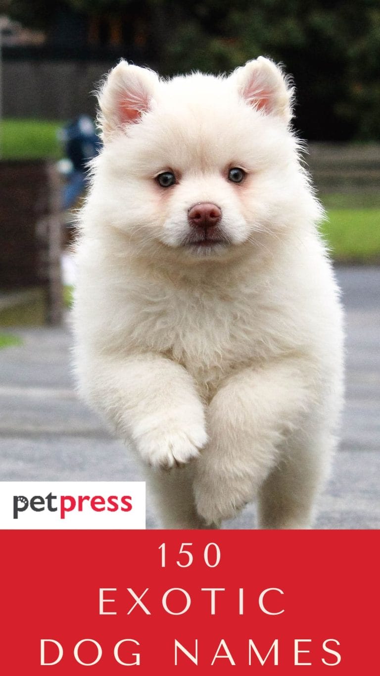 150 Exotic Dog Names and Their Meanings PetPress