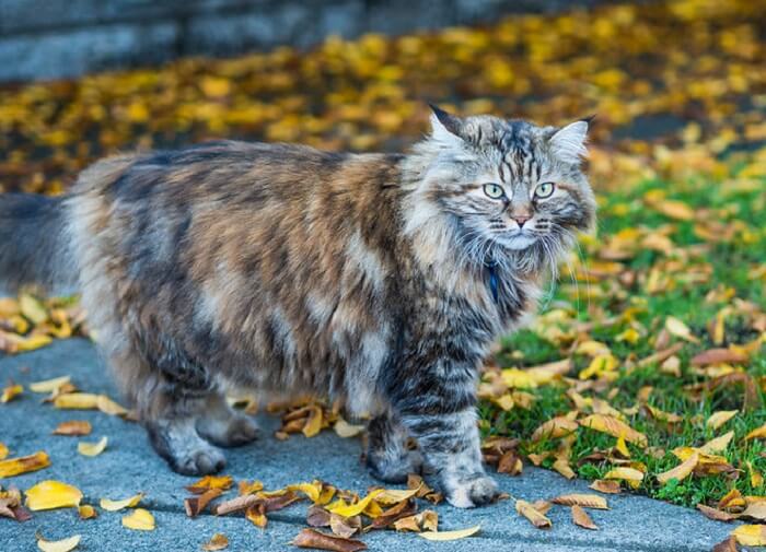 Fall Cat Names – 200 Best Autumn Inspired Cat Names