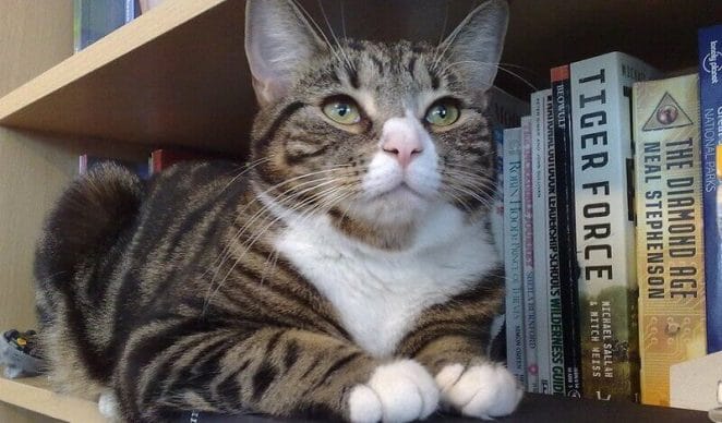 107 Famous Cat Names In Literature Awesome Literary Cat Names PetPress most-famous-cat-names-in-the-world-most-popular-cat-names-cat-names