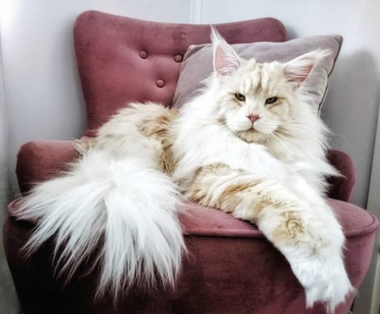 Maine Coon Cat Names: 180 Best Names for Maine Coons - PetPress