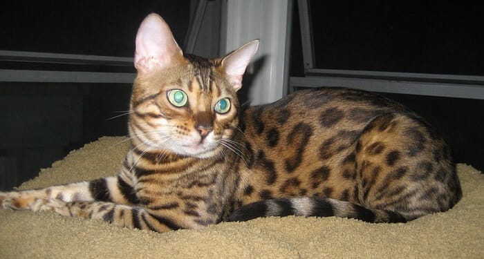 bengal-cat-names-420-best-names-for-bengal-cats-petpress