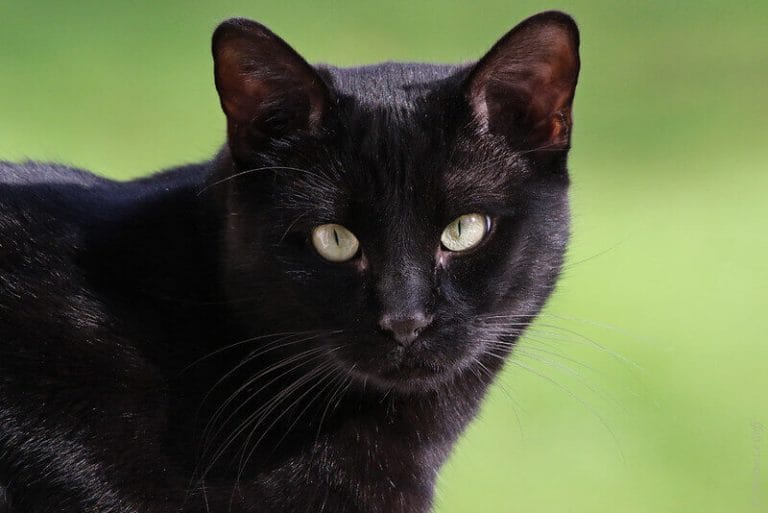 450 Gothic Cat Names - Perfect for Black Cats - PetPress