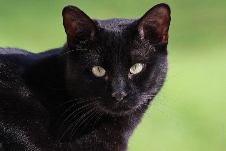 450 Gothic Cat Names - Perfect For Black Cats - Petpress