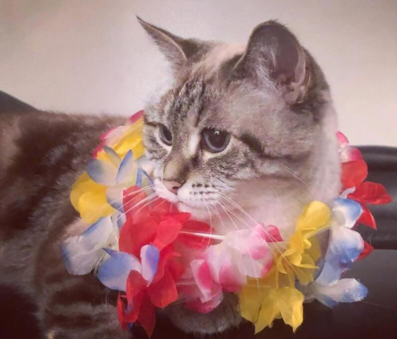 From Mai Tai To Meow 300 Purrfect Hawaiian Cat Names   Female Hawaiian Cat Names 