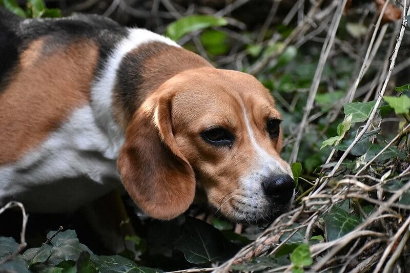 88 Best Female Hunting Dog Names