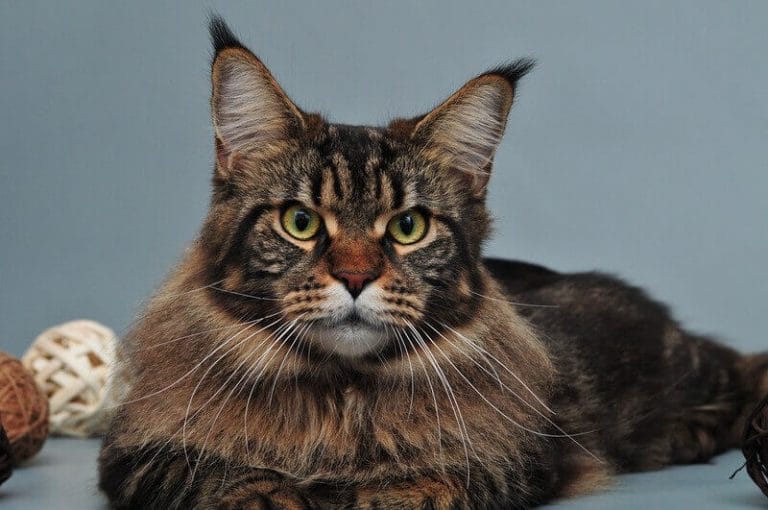 Maine Coon Cat Names 180 Best Names for Maine Coons PetPress