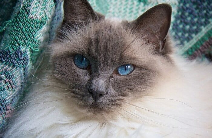 Ragdoll Cat Names: 300 Best Names for Ragdoll Cats - PetPress