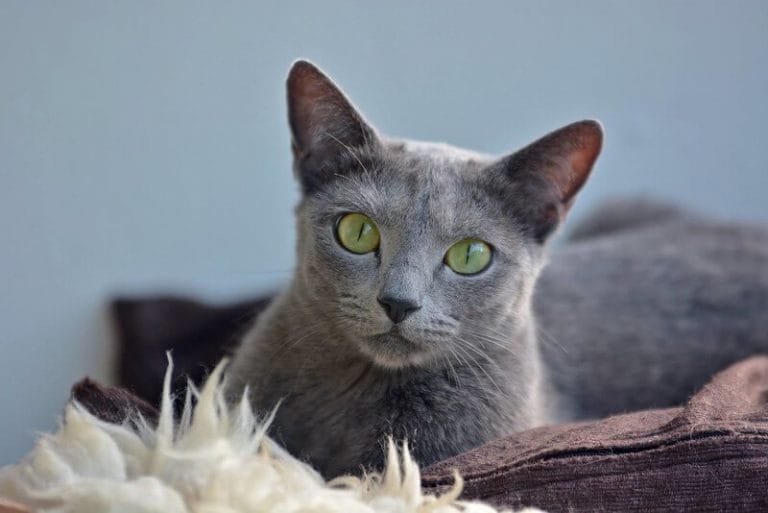 320 Best Male and Female Russian Blue Cat Names