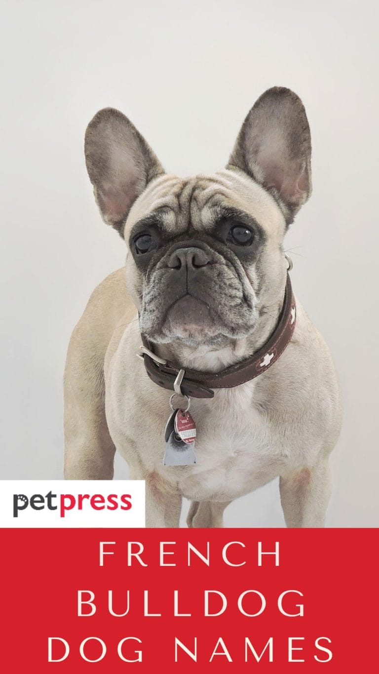 Top 250 Best French Bulldog Dog Names