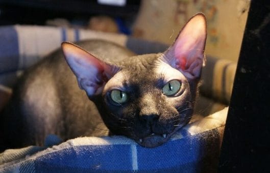 250 Bald Cat Names Great Names For Your Hairless Cat PetPress 250-bald-cat-names-great-names-for-your-hairless-cat-petpress