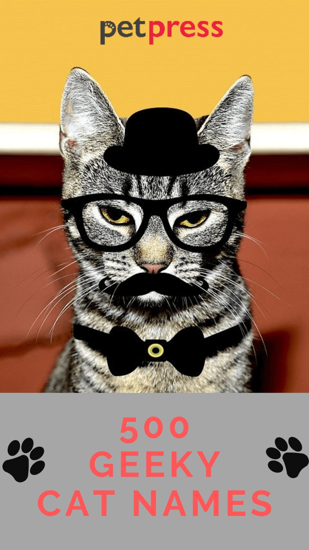 500 Geeky Cat Names Awesome Nerdy Names For Your Kitten 500 Geeky Cat Names Awesome Nerdy Names For Your Kitten