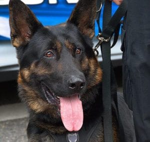 450 Tough Police Dog Names for Your K9 Puppy - PetPress