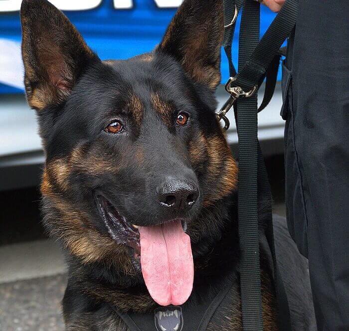 450-tough-police-dog-names-for-your-k9-puppy-petpress