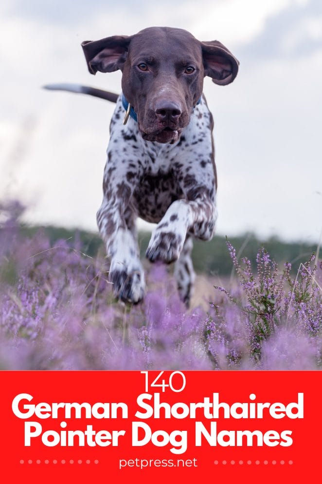 Top 140 Best German Shorthaired Pointer Dog Names