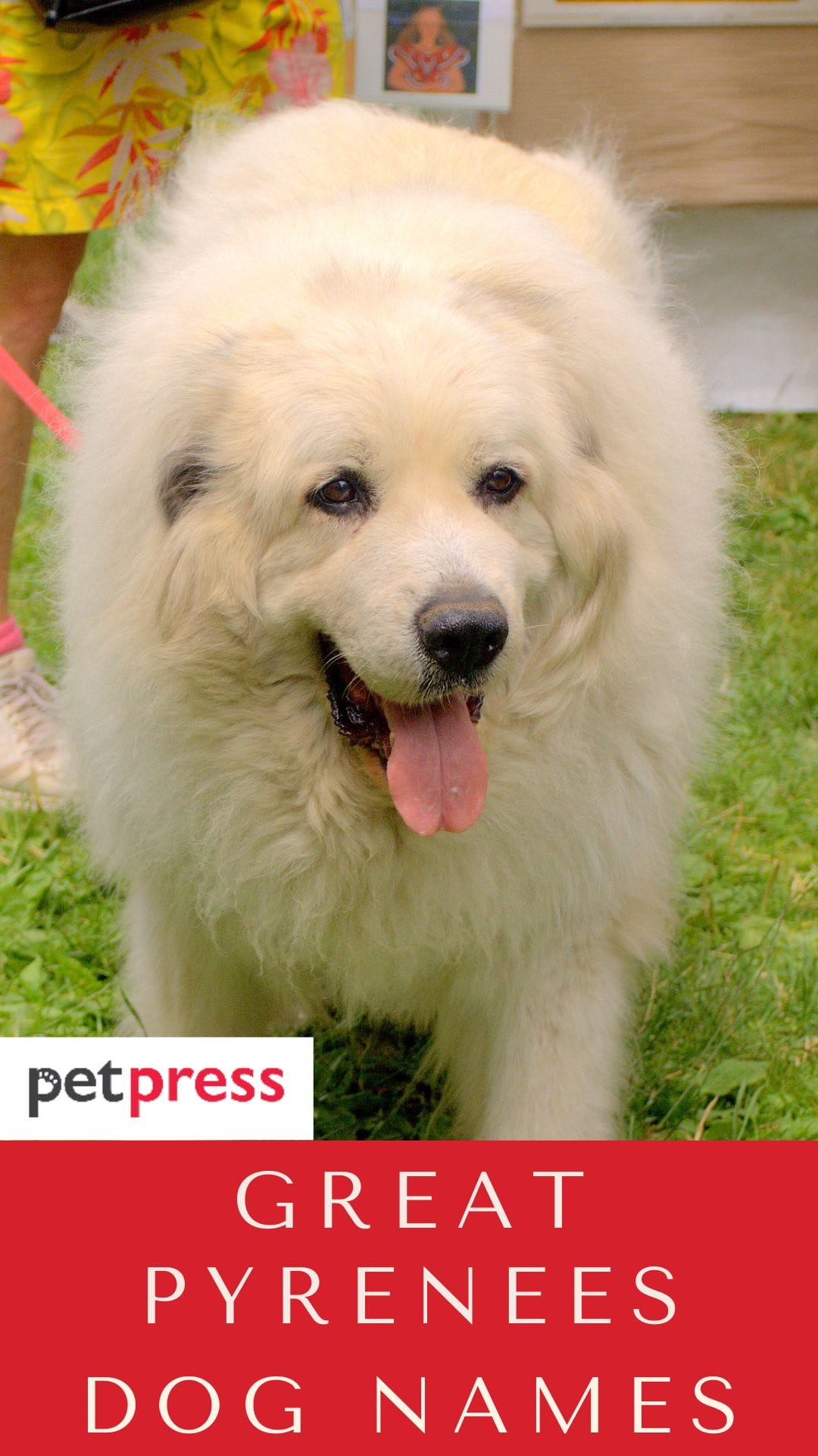 Top 132 Best Great Pyrenees Dog Names PetPress