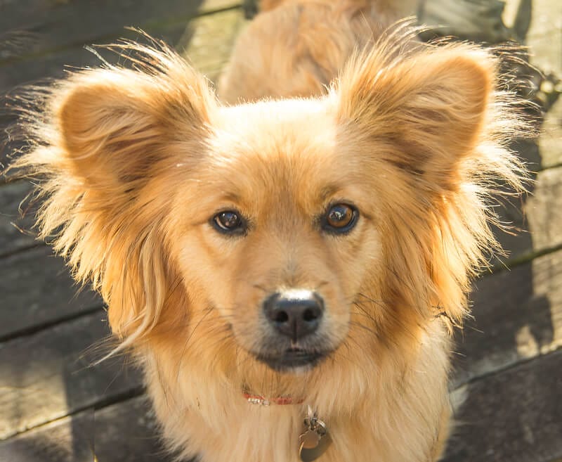 235 Greek Dog Names Greek Mythology Names for Dogs