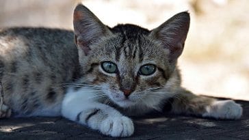 greek mythology cat names