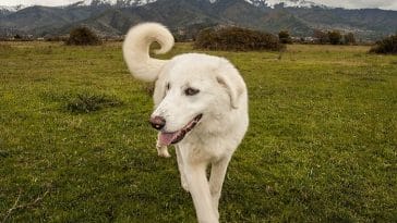 greek mythology dog names