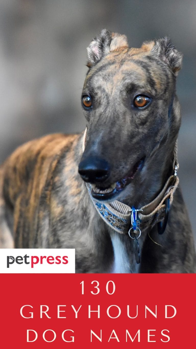 Top 130 Best Greyhound Dog Names PetPress