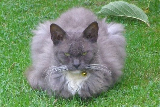 150 Grumpy Cat Names - The Ultimate List - PetPress