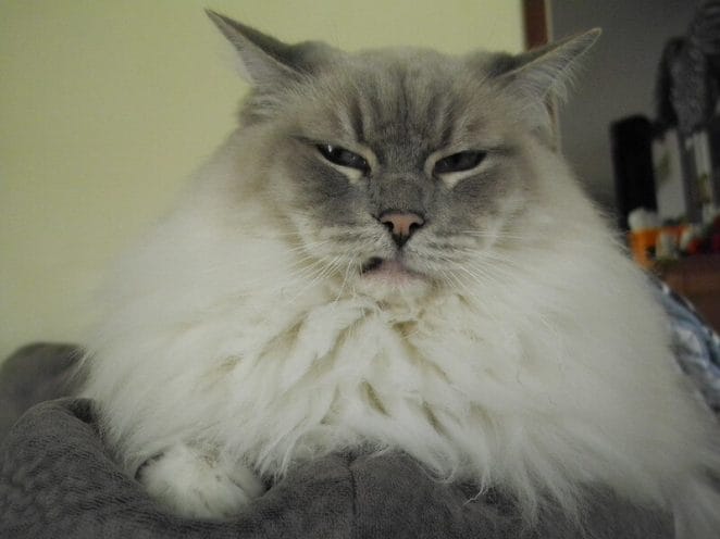 150 Grumpy Cat Names - The Ultimate List - PetPress