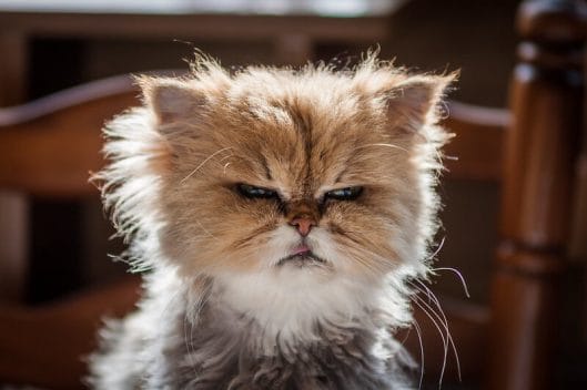 150 Grumpy Cat Names - The Ultimate List - PetPress