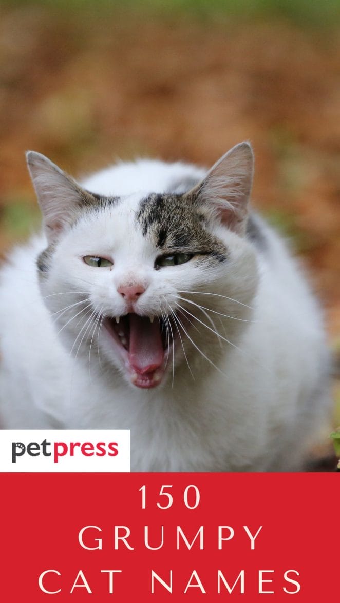 150 Grumpy Cat Names - The Ultimate List - PetPress