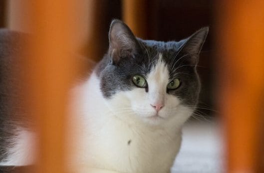 150 Grumpy Cat Names - The Ultimate List - PetPress