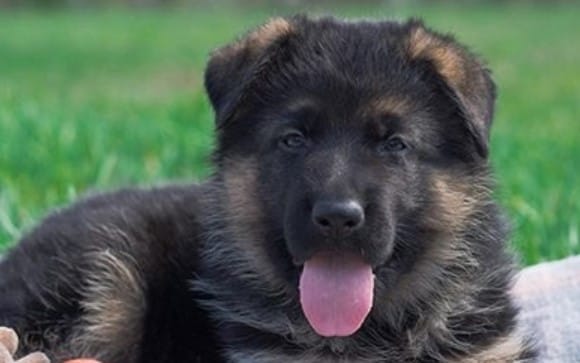 50 Strong German Shepherd Dog Names for Male Dogs