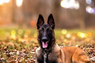 Guard Dog Names - 230 Tough and Strong Dog Names - PetPress