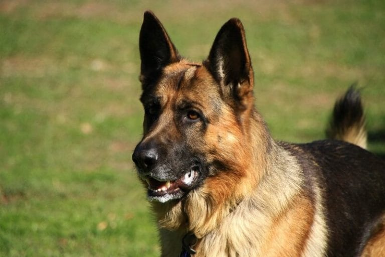 Guard Dog Names 230 Tough and Strong Dog Names PetPress